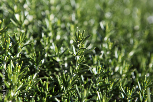 Photo: Rosemary Rosemary