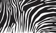 zebra skin background