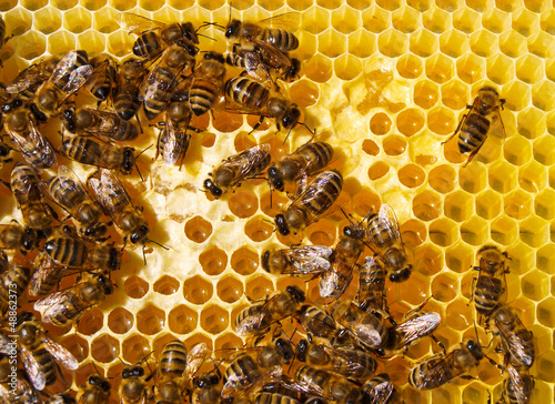 Photo: Work of the bees in hive Work of the bees in hive