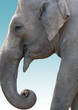 Elefant freigestellt