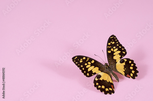 Photo: Lime Butterfly – Papilio Demoleus – echter Schmetterling Lime Butterfly – Papilio Demoleus – echter Schmetterling