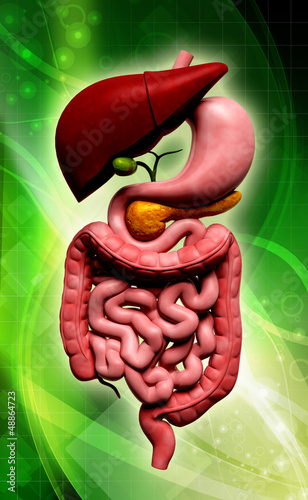 Illustration: human digestive system human digestive system