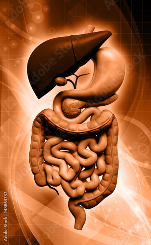 Illustration: human digestive system human digestive system