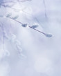art spring  branch background