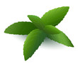 Mint leaf