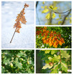 Quercus - Eiche