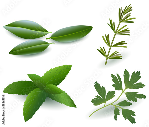 Vector: Herbs ( Laurel , Rosemary,Mint, Parsley ) Herbs ( Laurel , Rosemary,Mint, Parsley )