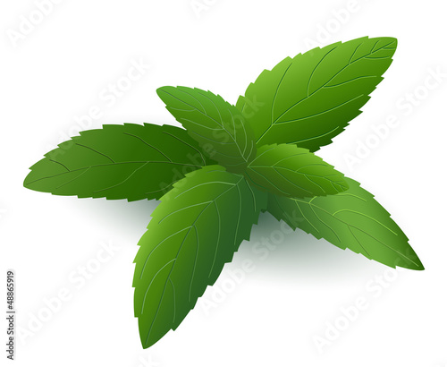 Vector: Mint leaf Mint leaf