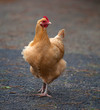 Driveway hen