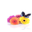 Frühlings/Sommerdekoration mit Gerbera und Schmetterling