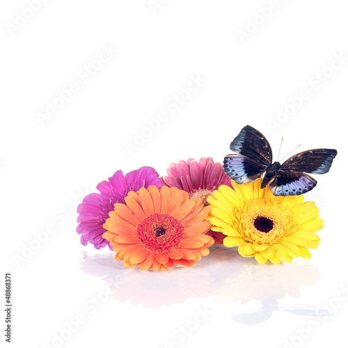 Photo: Frühlings/Sommerdekoration mit Gerbera und Schmetterling Frühlings/Sommerdekoration mit Gerbera und Schmetterling