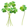 Shamrock and four leaf clover