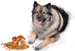 Hund Portrait Futter