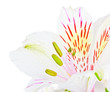 White Lily
