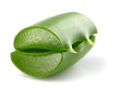 Two slice of aloe vera