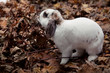 Photo: White cute rabbit over leaf's background White cute rabbit over leaf's background