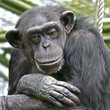 Sad Chimpanzee thinking about his life