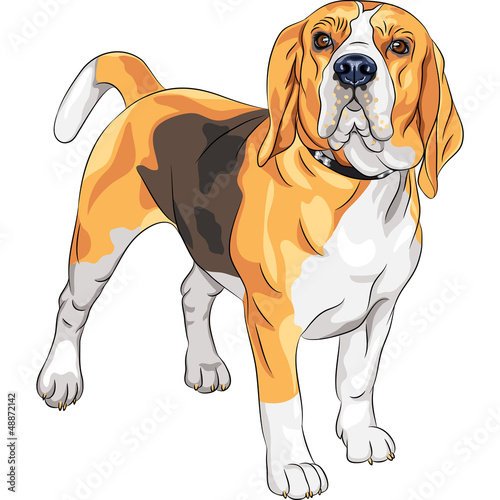 Vector: vector sketch serious dog Beagle breed vector sketch serious dog Beagle breed