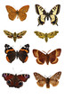 European butterflies and moths