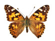 canvas print picture - The Painted Lady (Vanessa cardui)