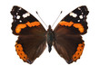 The Red Admiral. (Vanessa atalanta)