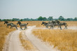 Zebras running