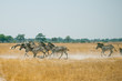 Zebras running