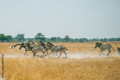 Photo: Zebras running Zebras running