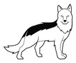 shepherd dog