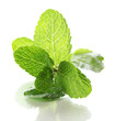 Mint isolated on white