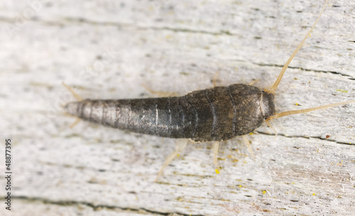 Photo: Silverfish or fishmoth sitting on wood, extreme close up Silverfish or fishmoth sitting on wood, extreme close up