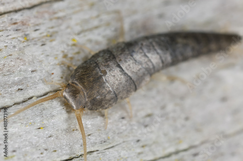 Photo: Silverfish or fishmoth sitting on wood, extreme close up Silverfish or fishmoth sitting on wood, extreme close up