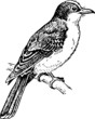 Bird tyrannidae sitting on the branch