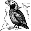 Bird lunda cirrhata standing on the rock