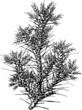 Plant Tragacanth (Tragacantha)