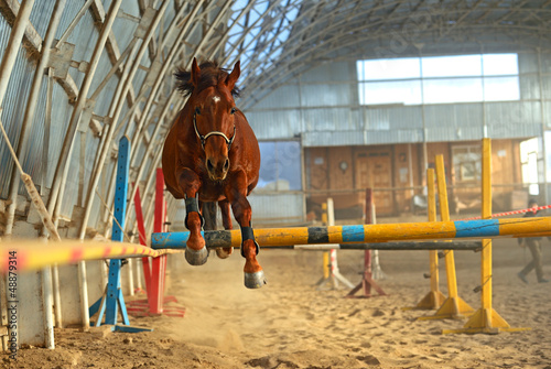 Photo: Horse Horse