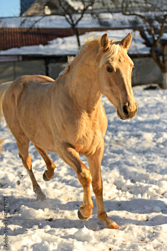 Photo: Horse Horse