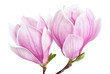 Zwei Magnolienblüten auf weiß
