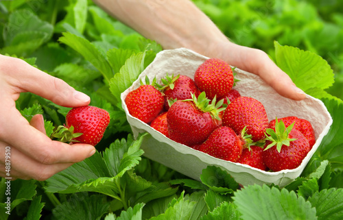 Photo: Perfekte Erdbeeren frisch vom Strauch Perfekte Erdbeeren frisch vom Strauch