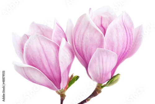 Photo: Zwei Magnolienblüten auf weiß Zwei Magnolienblüten auf weiß