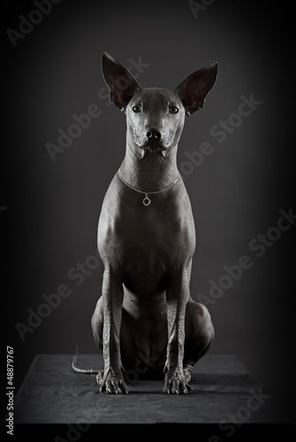 Photo: Mexican hairless xoloitzcuintle Mexican hairless xoloitzcuintle