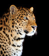 Leopard portrait
