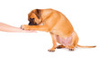 bullmastiff puppy isolated
