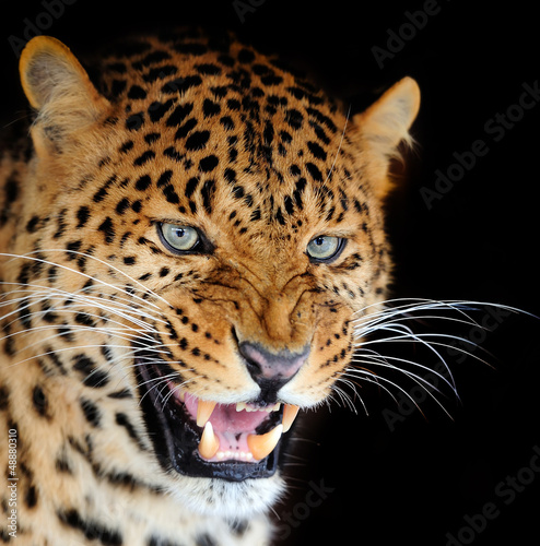 Photo: Leopard portrait Leopard portrait