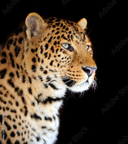 Photo: Leopard portrait Leopard portrait