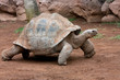 Tortoise