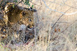 Leopard (panthera pardus) with his kill under a tree
