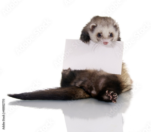 Photo: Sitzendes Frettchen mit Blankoschild Sitzendes Frettchen mit Blankoschild