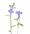 Blooming flower lobelia
