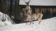 stunning reindeer fight second part